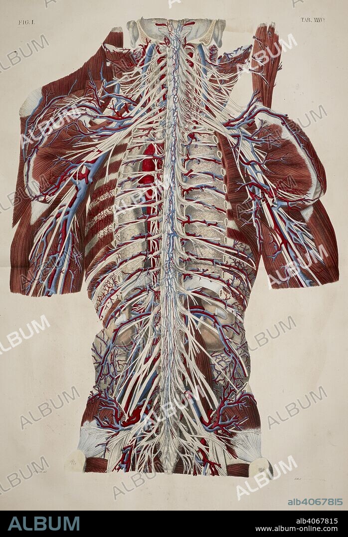 Anatomical drawing. Neck. Thorax. Shoulders. Spinal column. Ribs. Bones. Muscular system. Nerves. Planches anatomiques du corps humain executeÌes dâ€™apreÌ€s les dimensions naturelles. Paris France 1826. Anatomical print of the human body with natural dimensions. Neck. Thorax. Shoulders. Spinal column. Ribs. Bones. Muscular system. Nerves.    ANTOMMARCHI, C. Francesco.  Planches anatomiques du corps humain executeÌes dâ€™apreÌ€s les dimensions naturelles, accompagneÌes dâ€™un texte explicatif ... PublieÌes par le cte de Lasteyrie. (Explication des planches anatomiques, etc.). Source: 1899.h.24 Tab.37 fig. 1. Language: French.