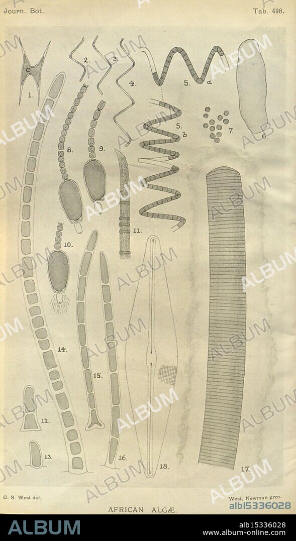 Journal of botany, British and foreign. London, Robert Hardwicke, 1863-1942, botany, Great Britain, periodicals, plants., This illustration showcases a variety of African algae, meticulously detailed and labeled. The depiction includes different forms and structures typical of various algal species. Each specimen is numbered, providing a clear reference to its unique features, such as filamentous forms, spiral patterns, and cellular arrangements. The intricate lines and shapes highlight the diversity and complexity found within these microorganisms, contributing to the scientific understanding of their morphology and classification. The layout emphasizes a systematic approach to studying algal varieties, ideal for educational or research purposes in botany.