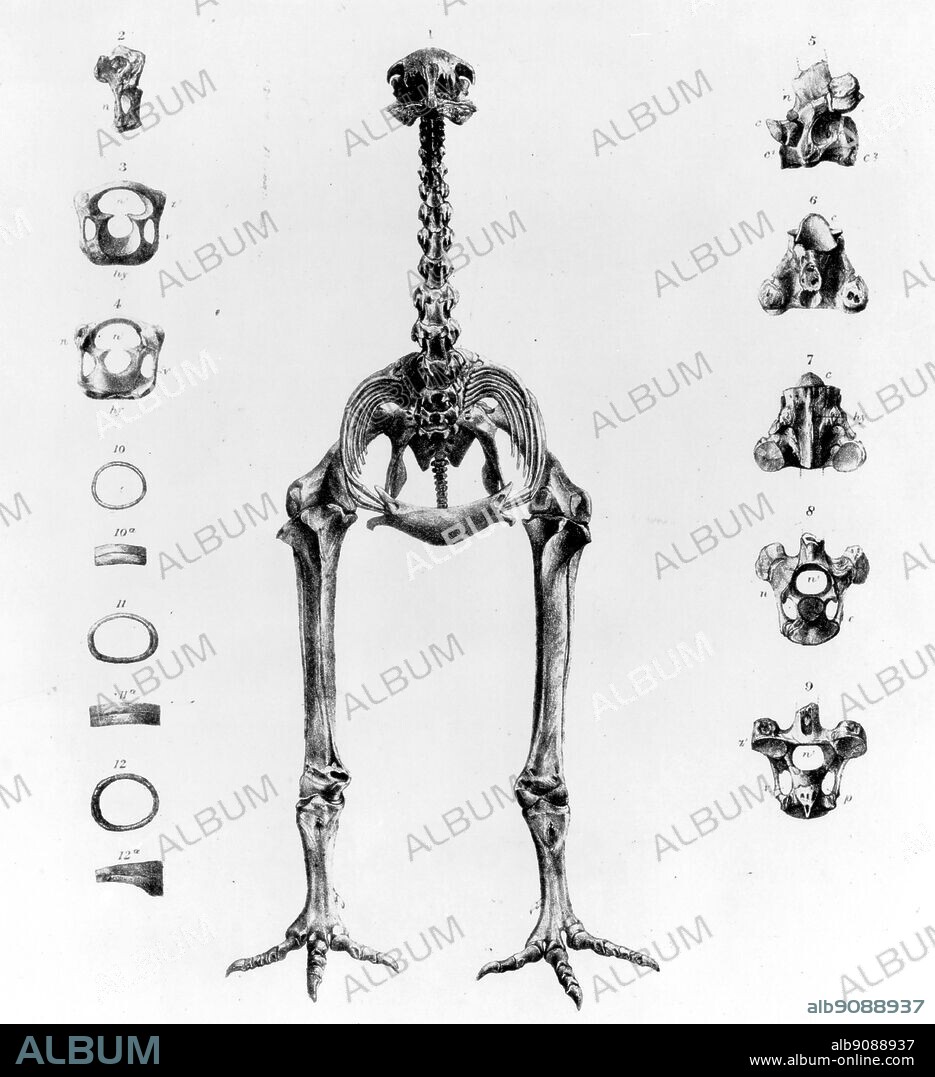 Skeleton of a moa. Lithograph by James Erxleben from the Transactions of the Zoological Society of London, Vol. 11 (1883).