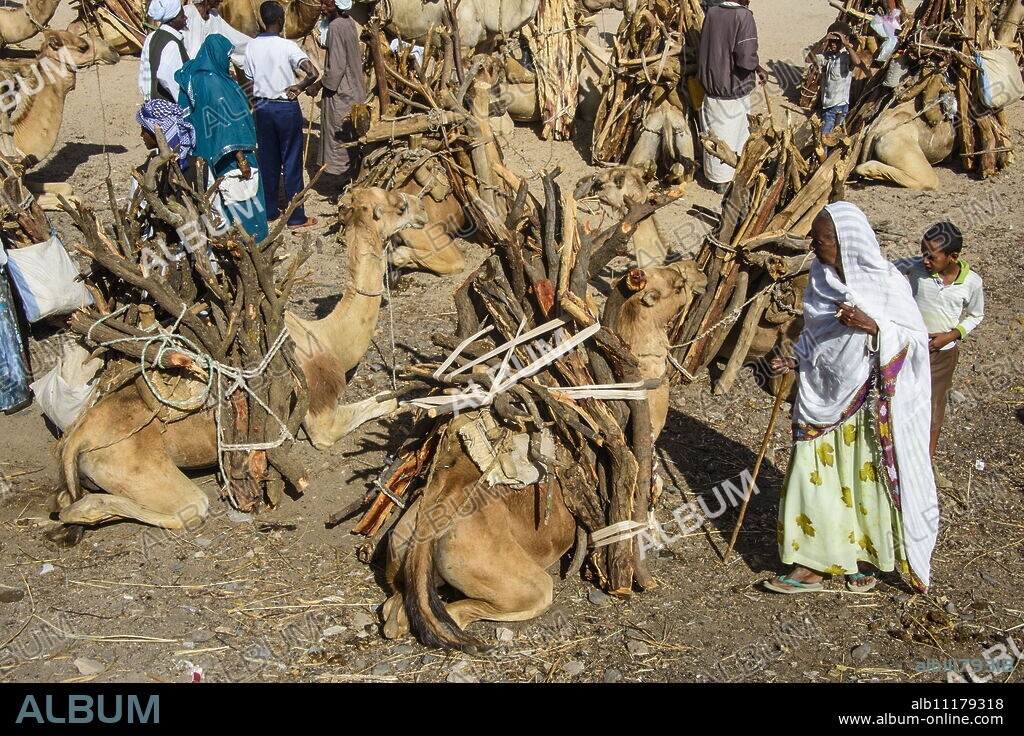 Camels loaded with firewood at the Monday market of Keren, Eritrea, Africa.