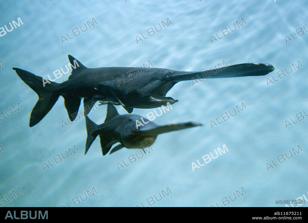 Paddlefish (Polyodon spathula) "trawling.".