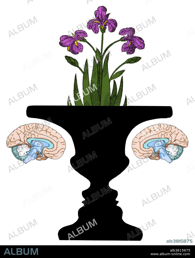 Conceptual Illustration of Rubin Vase and Brains