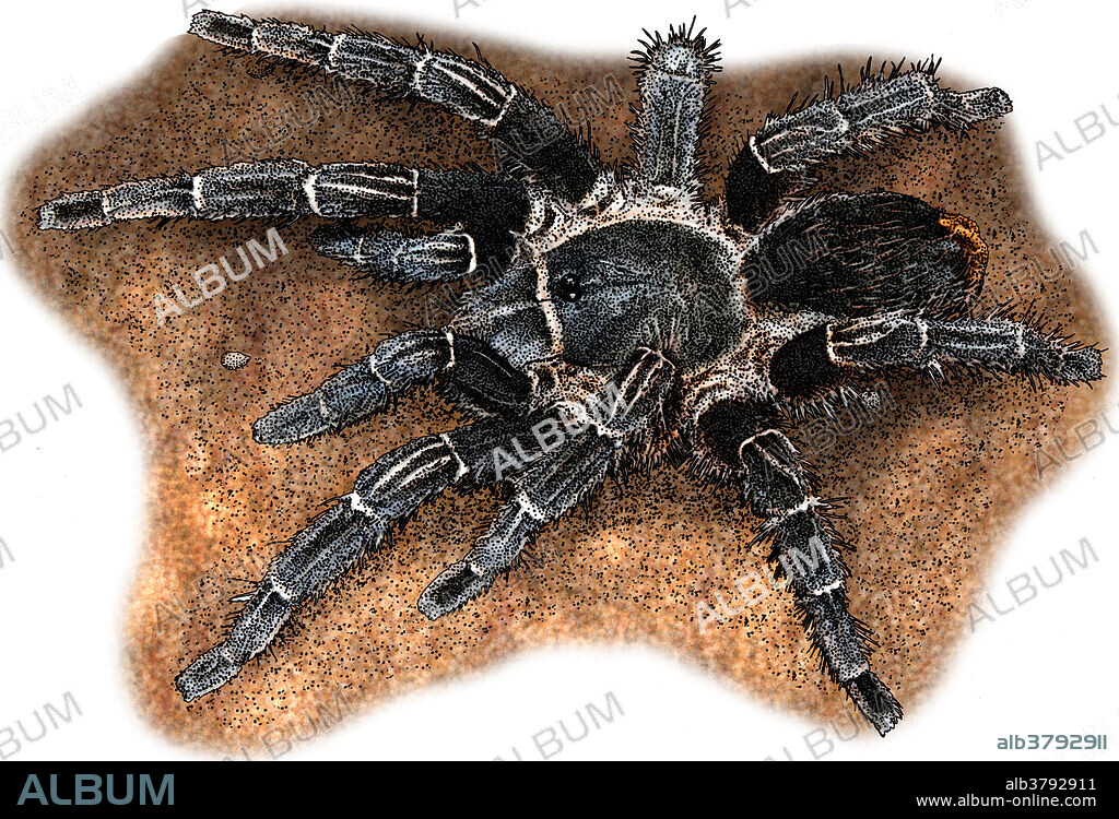 Costa Rican Zebra Tarantula (Aphonopelma seemanni), a tarantula native to western Costa Rica and other parts of Central America, including Honduras and Nicaragua.