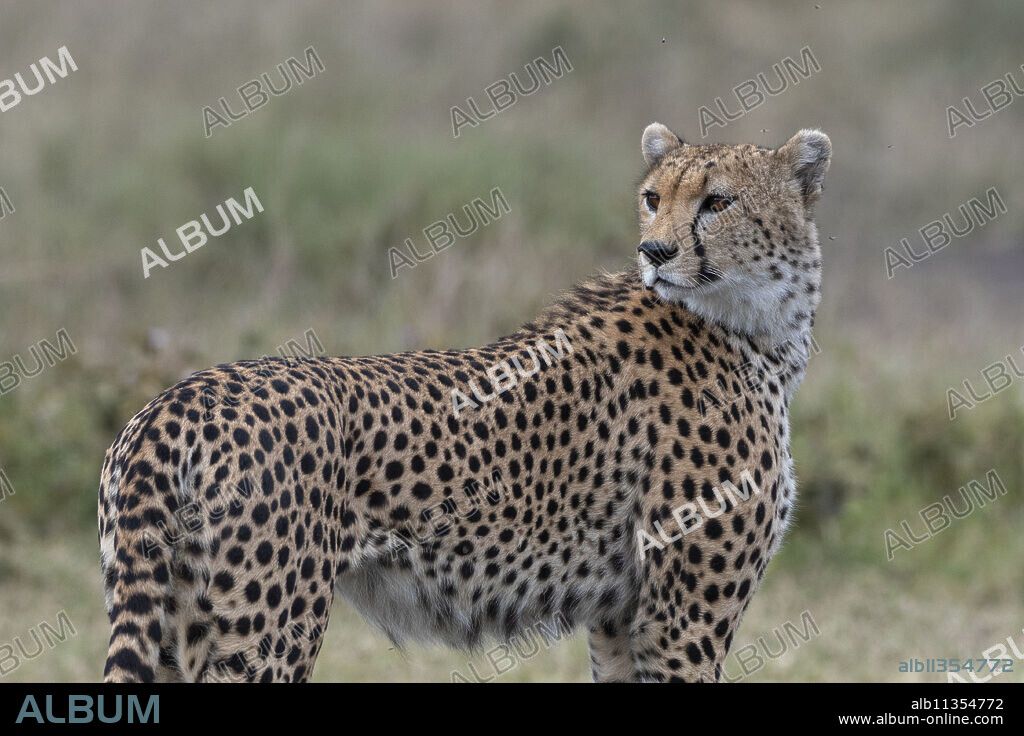 Cheetah (Acynonix jubatus), Seronera, Serengeti National Park, UNESCO World Heritage Site, Tanzania, East Africa, Africa.