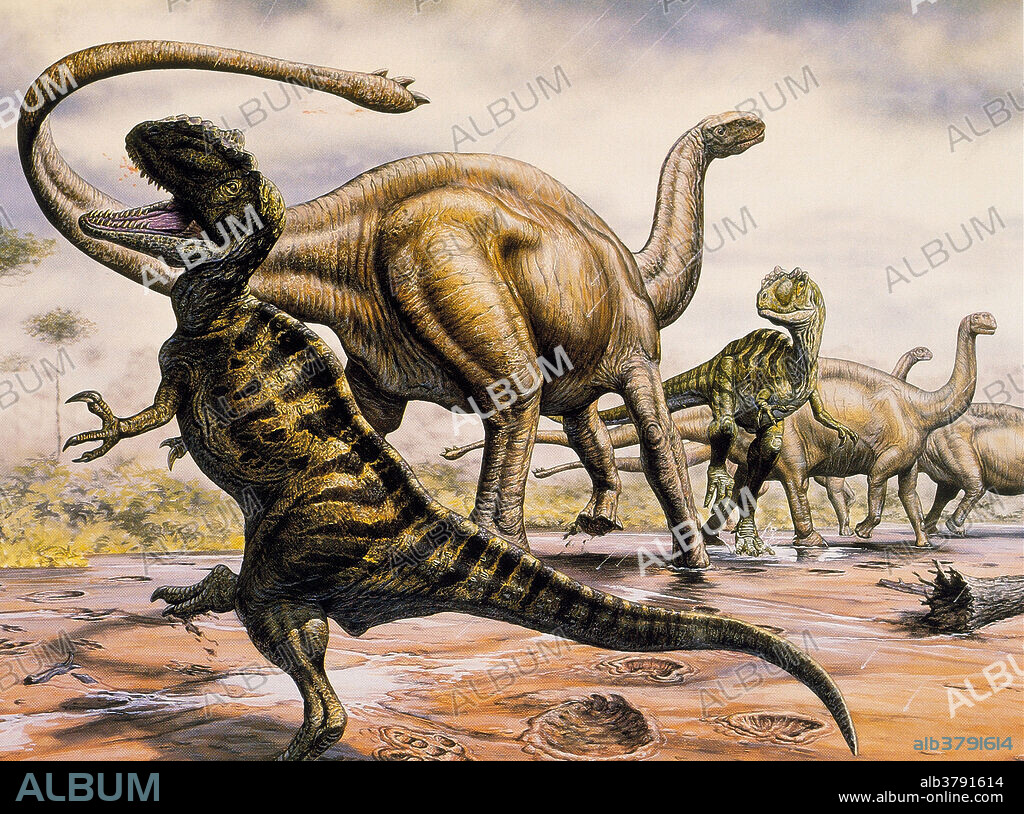 Yangchuanosaurus and Shunosaurus