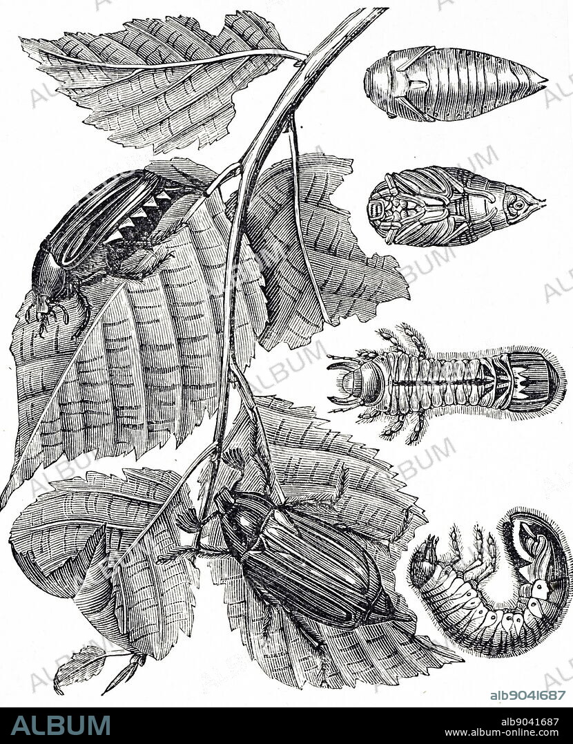 Engraving depicting the life cycle of a cockchafer, colloquially called May bug or doodlebug, is a European beetle of the genus Melolontha, in the family Scarabaeidae. Dated 19th century.