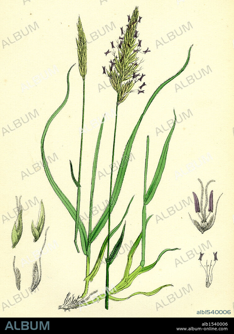 Anthoxanthum odoratum; Sweet-scented Vernal-grass.