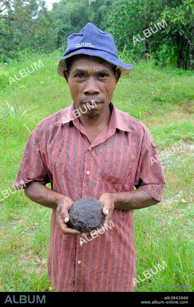 An Orang Asli man (indigenous people of Peninsular Malaysia) holding a bud of the parasitic Rafflesia plant. Buds are collected from the forest to sell in local markets for use in traditional medicine.