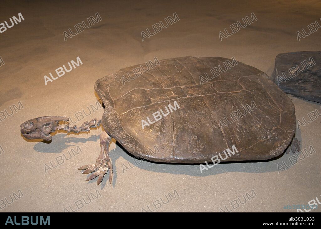 Skeleton of Basilemys sp., a prehistoric creature related to turtles living in Central America today. It was a terrestrial animal. Late Cretaceous. Dinosaur Provincial Park, Alberta, Canada.