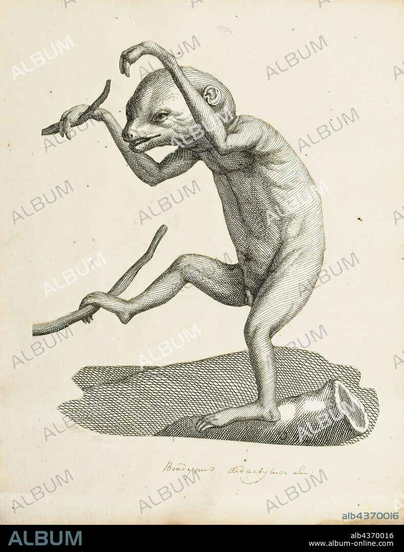 Bradypus didactylus, Print, Linnaeus's two-toed sloth (Choloepus didactylus), also known as the southern two-toed sloth, unau, or Linne's two-toed sloth is a species of sloth from South America, found in Venezuela, the Guyanas, Colombia, Ecuador, Peru, and Brazil north of the Amazon River. There is now evidence suggesting the species' range expands into Bolivia., 1700-1880.