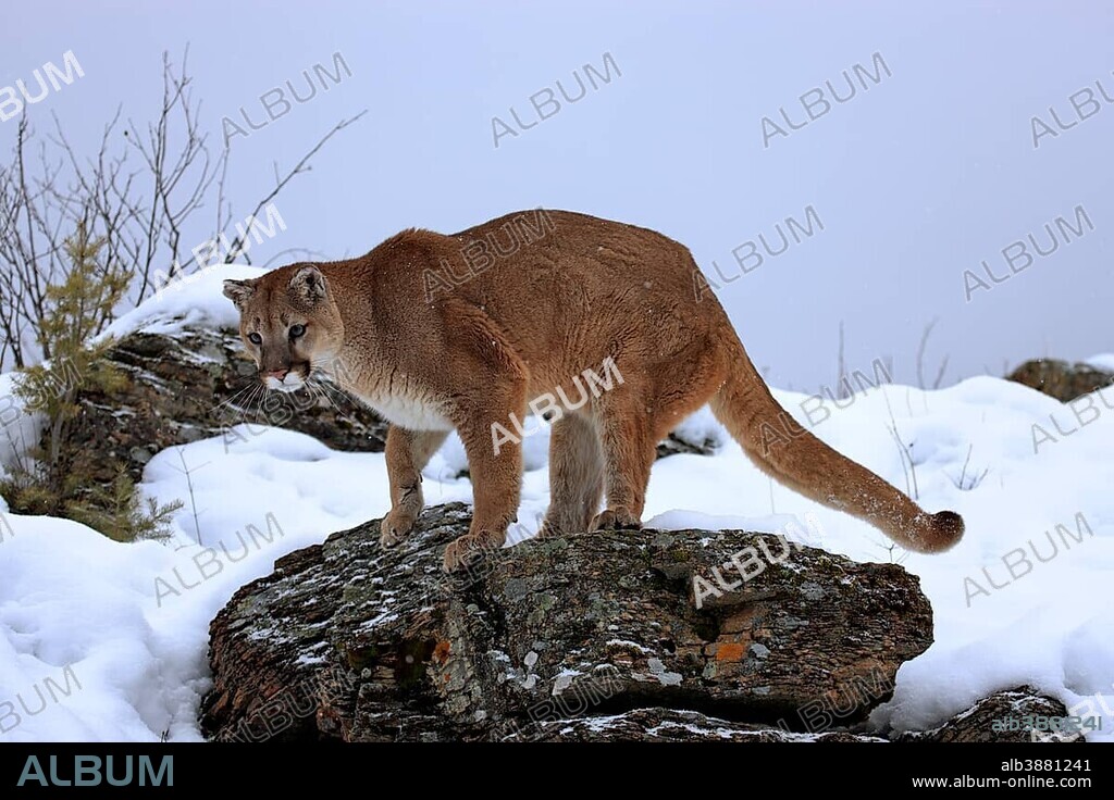 Cougar or Puma (Puma concolor, Felis concolor), adult, searching for food in the snow, Montana, USA, North America.