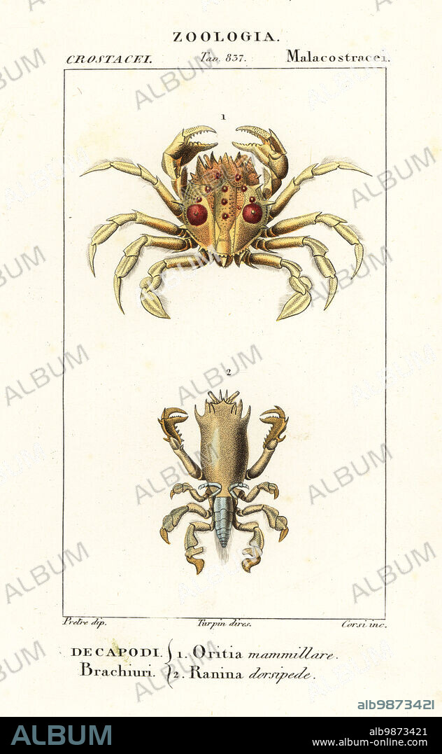 Tiger crab, Orithyia sinica 1, and frog crab, Notopus dorsipes 2. Oritia mammillare, Ranina dorsipede. Handcoloured copperplate stipple engraving from Antoine Laurent de Jussieu's Dizionario delle Scienze Naturali, Dictionary of Natural Science, Florence, Italy, 1837. Illustration engraved by Corsi, drawn by Jean Gabriel Pretre and directed by Pierre Jean-Francois Turpin, and published by Batelli e Figli. Turpin (1775-1840) is considered one of the greatest French botanical illustrators of the 19th century.