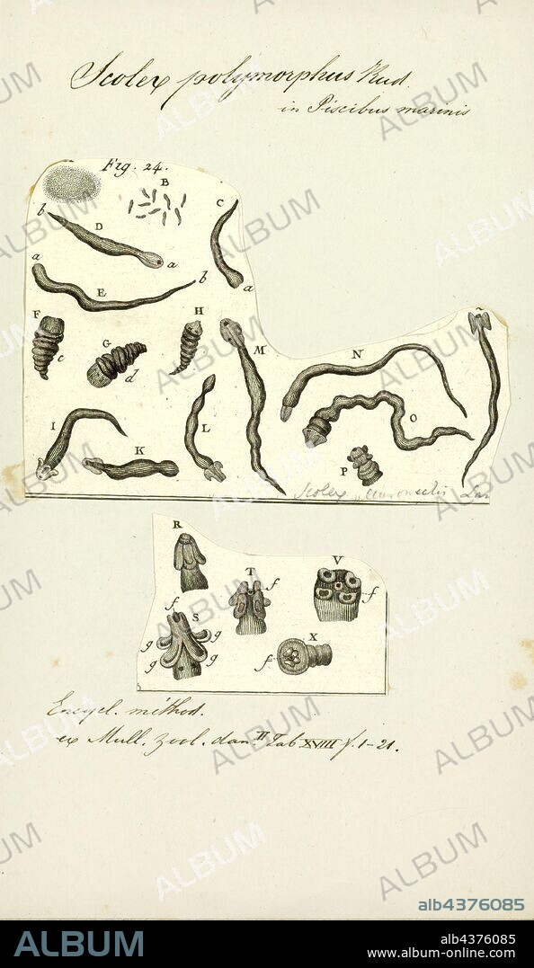 Scolex polymorphus, Print, Cestoda is a class of parasitic worms in the flatworm phylum (Platyhelminthes). Most of the species - and the best-known - are those in the subclass Eucestoda; they are ribbonlike worms as adults, known as tapeworms. Their bodies consist of many similar units, known as proglottids, which are essentially packages of eggs which are regularly shed into the environment to infect other organisms. Species of the other subclass, Cestodaria, are mainly fish parasites.