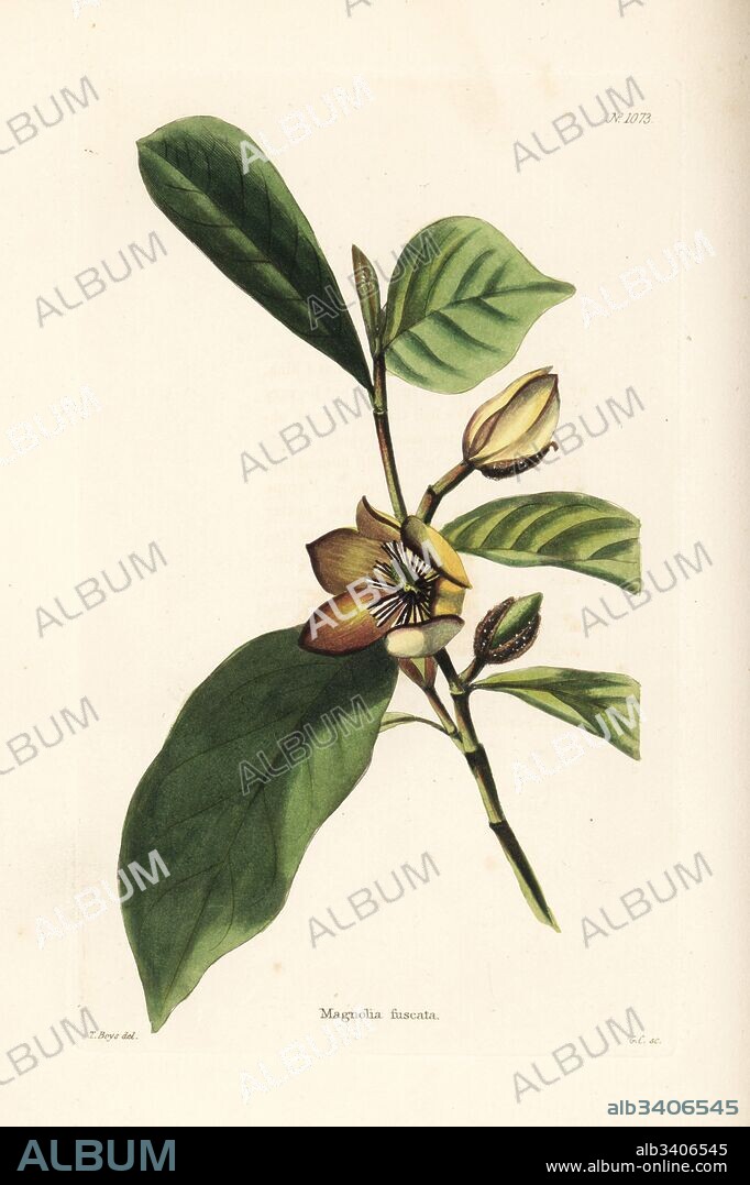 Banana shrub, port wine magnolia, Michelia figo (Magnolia fuscata). Handcoloured copperplate engraving by George Cooke after Thomas Shotter Boys from Conrad Loddiges' Botanical Cabinet, Hackney, 1825.