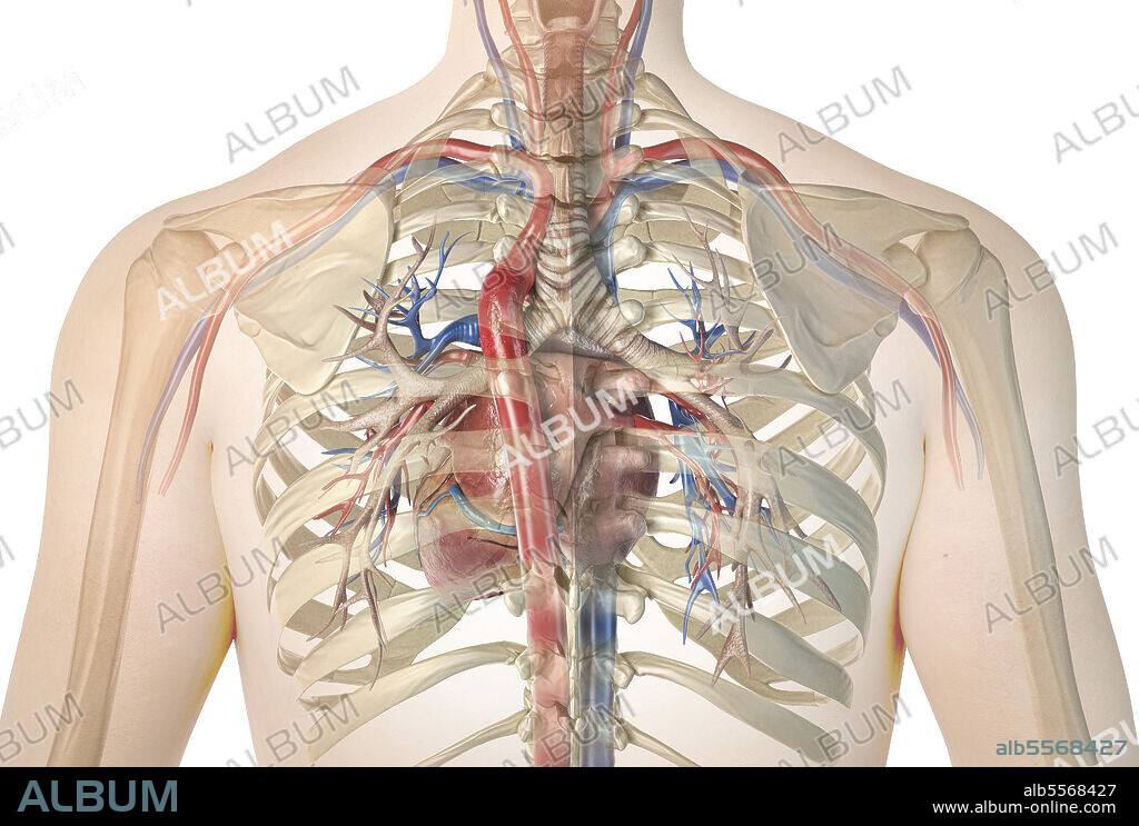Human heart with vessels and bronchial tree. Back view in ghost effect with rib cage.