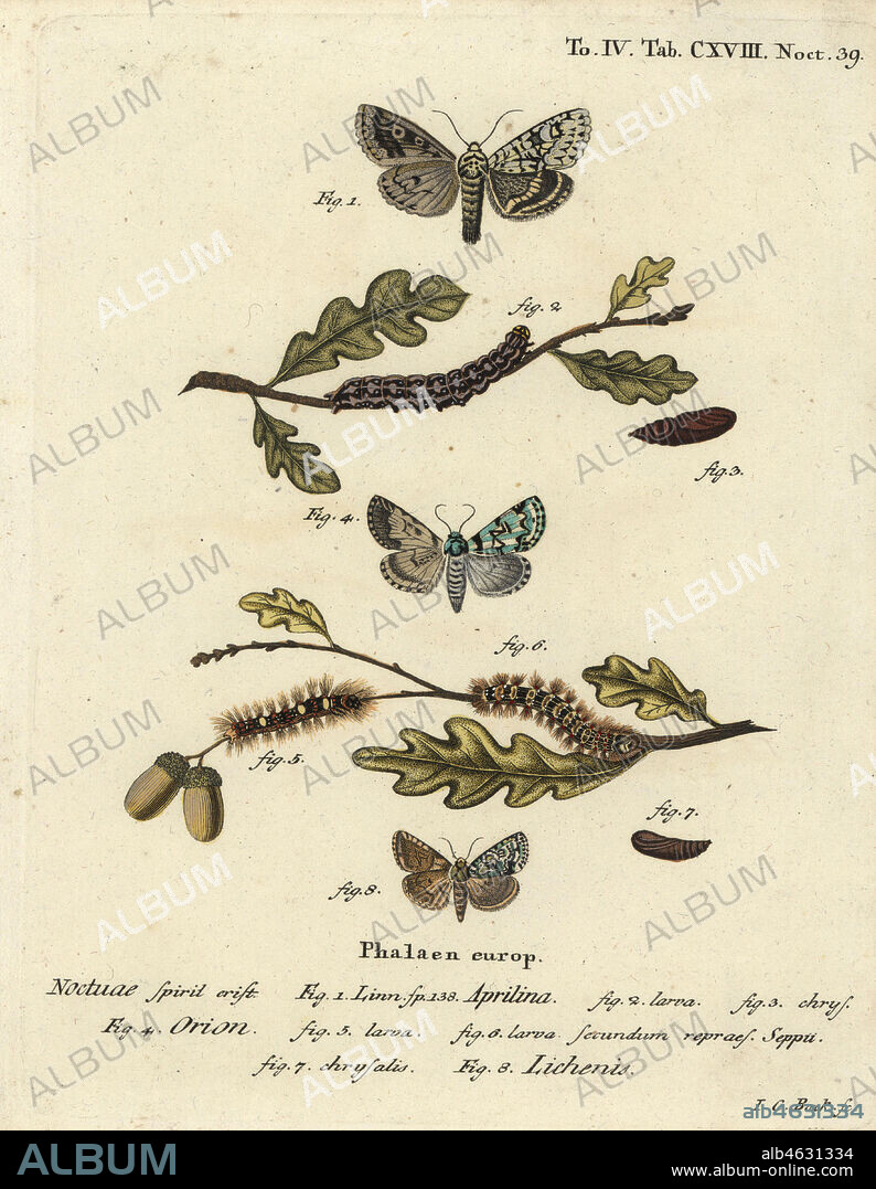 Merveille du jour, Dichonia aprilina 1-4, scarce merveille du jour, Moma alpium 5-7, and marbled green, Cryphia muralis 8. Handcoloured copperplate engraving by Johann Carl Bock after Eugenius Johann Christoph Espers Die Schmetterlinge in Abbildungen nach der Natur, Erlangen, 1786.