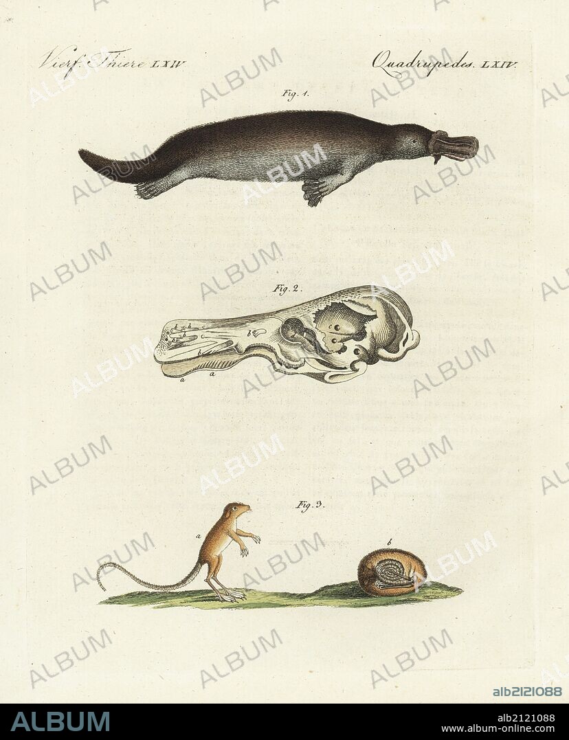 Duck-billed platypus 1, Ornithorhynchus anatinus, skull 2, and meadow jumping mouse, Zapus hudonius, awake 1 and hibernating 2. Handcoloured copperplate engraving from Bertuch's "Bilderbuch fur Kinder" (Picture Book for Children), Weimar, 1798. Friedrich Johann Bertuch (1747-1822) was a German publisher and man of arts most famous for his 12-volume encyclopedia for children illustrated with 1,200 engraved plates on natural history, science, costume, mythology, etc., published from 1790-1830.