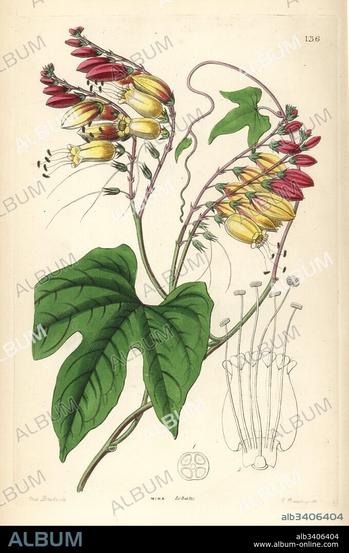 Spanish flag or fire vine, Ipomoea lobata (Lobe-leaved mina, Mina lobata). Handcoloured copperplate engraving by G. Barclay after Miss Sarah Drake from John Lindley and Robert Sweet's Ornamental Flower Garden and Shrubbery, G. Willis, London, 1854.