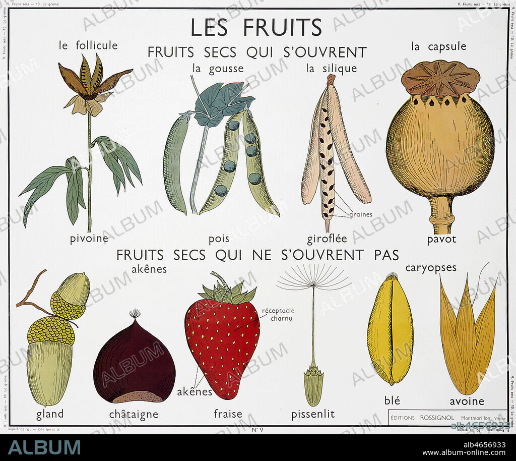 Planche botanique : 'Les fruits secs qui s'ouvrent comme le follicule de la pivoine, de la gousse du pois, de la silique de la giroflee, de la capsule du pavot et les fruits secs qui ne s'ouvrent pas comme le gland, la chataigne, la fraise, le pissenlit, le ble et l'avoine.' Panneau scolaire des editions Rossignol des annees 1950. Credit: Imagerie Rossignol/KHARBINE-TAPABOR.