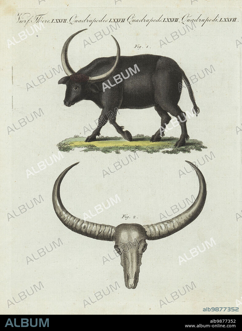 Wild water buffalo, Bubalus arnee, endangered 1. Skull and horns 2. Native to North Hindostan and North Bengal (India and Southeast Asia). The gigantic buffalo, Bos arni. Handcoloured copperplate engraving from Carl Bertuch's Bilderbuch fur Kinder (Picture Book for Children), Weimar, 1810. A 12-volume encyclopedia for children illustrated with almost 1,200 engraved plates on natural history, science, costume, mythology, etc., published from 1790-1830.