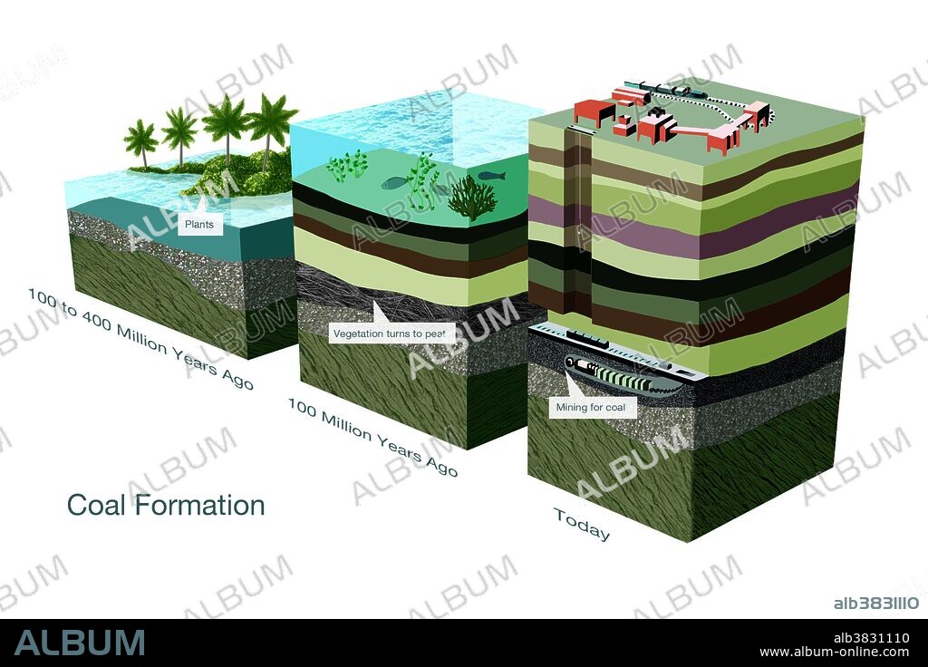 Illustration showing the process of coal formation. The earth once had many dense forests in low-lying wetland areas (Fig. 1, left). In such environments, the accumulation of plant debris exceeds the rate of bacterial decay of the debris. The bacterial decay rate is reduced because the available oxygen in organic-rich water is completely used up by the decaying process. These conditions produce the dense, carbon-rich material known as peat (Fig. 2, middle) which, over millions of years, becomes compressed and heated, turning into coal (Fig. 3, right).