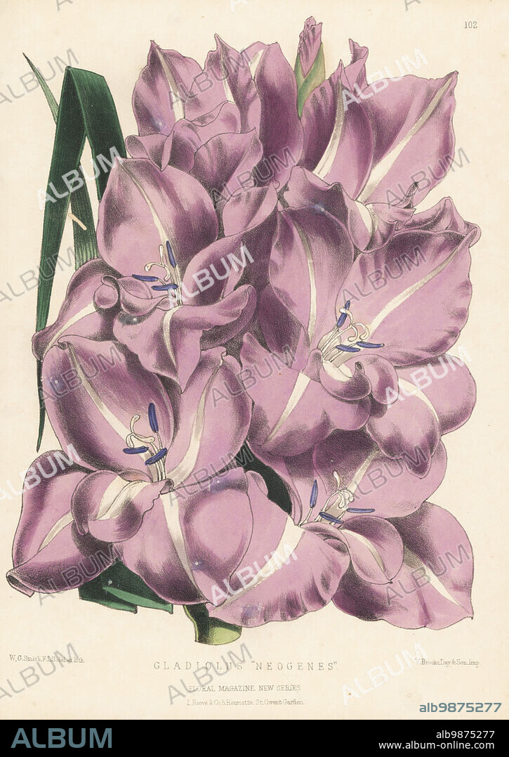 Gladiolus cultivar, Neogenes, hybrid developed by Kelway and Sons nursery, Langport, Somerset. Handcolored botanical illustration drawn and lithographed by Worthington George Smith from Henry Honywood Dombrain's Floral Magazine, New Series, Volume 3, L. Reeve, London, 1874. Lithograph printed by Vincent Brooks, Day & Son.