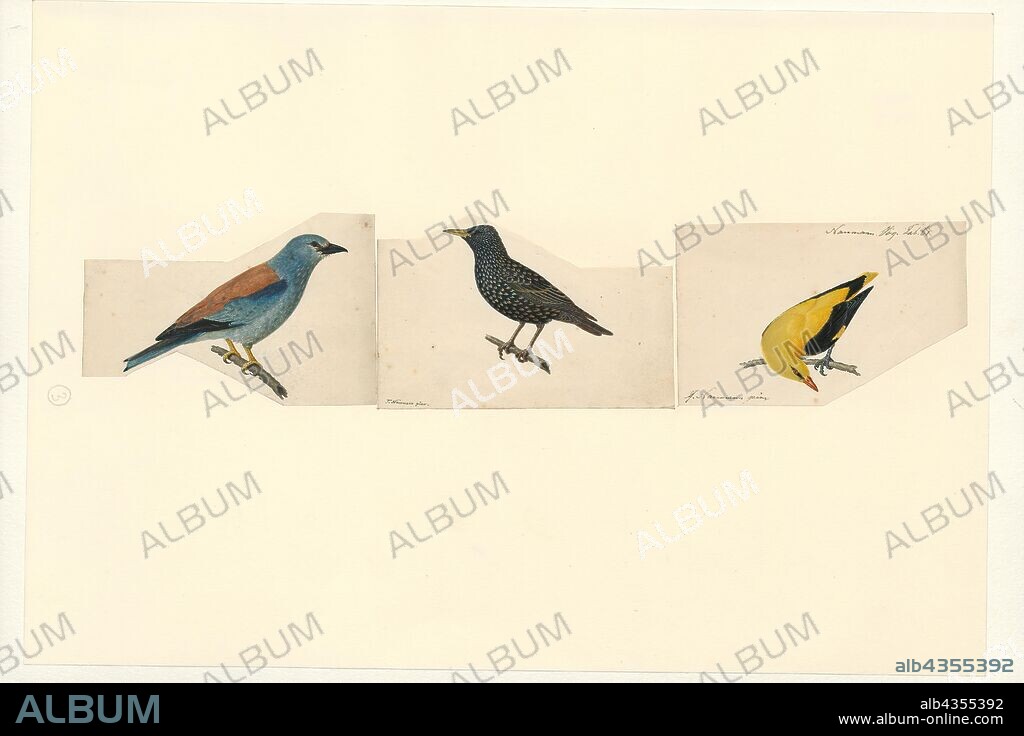 Corvidae, Print, Corvidae is a cosmopolitan family of oscine passerine birds that contains the crows, ravens, rooks, jackdaws, jays, magpies, treepies, choughs, and nutcrackers. In common English, they are known as the crow family, or, more technically, corvids. Over 120 species are described. The genus Corvus, including the jackdaws, crows, rooks, and ravens, makes up over a third of the entire family., 1840.