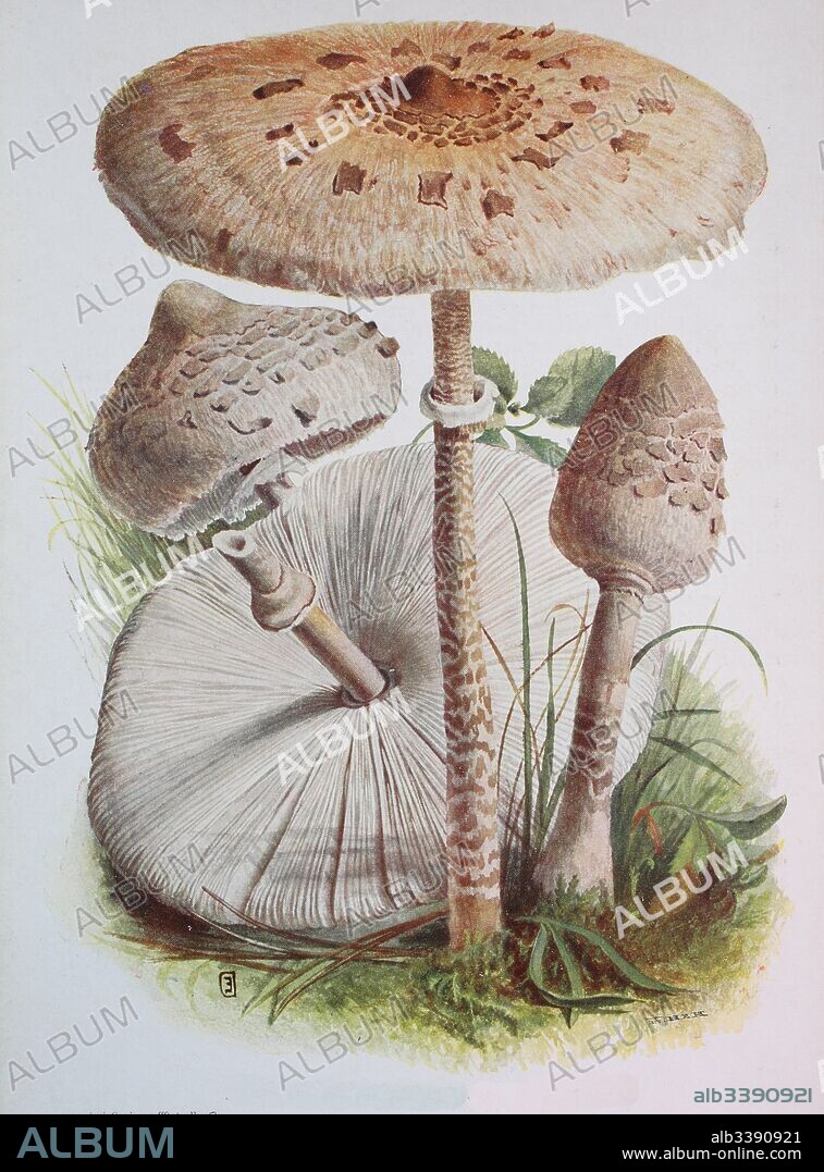 The parasol mushroom, Macrolepiota procera or Lepiota procera, is a basidiomycete fungus with a large, prominent fruiting body resembling a parasol, digital reproduction of an ilustration of Emil Doerstling (1859-1940).
