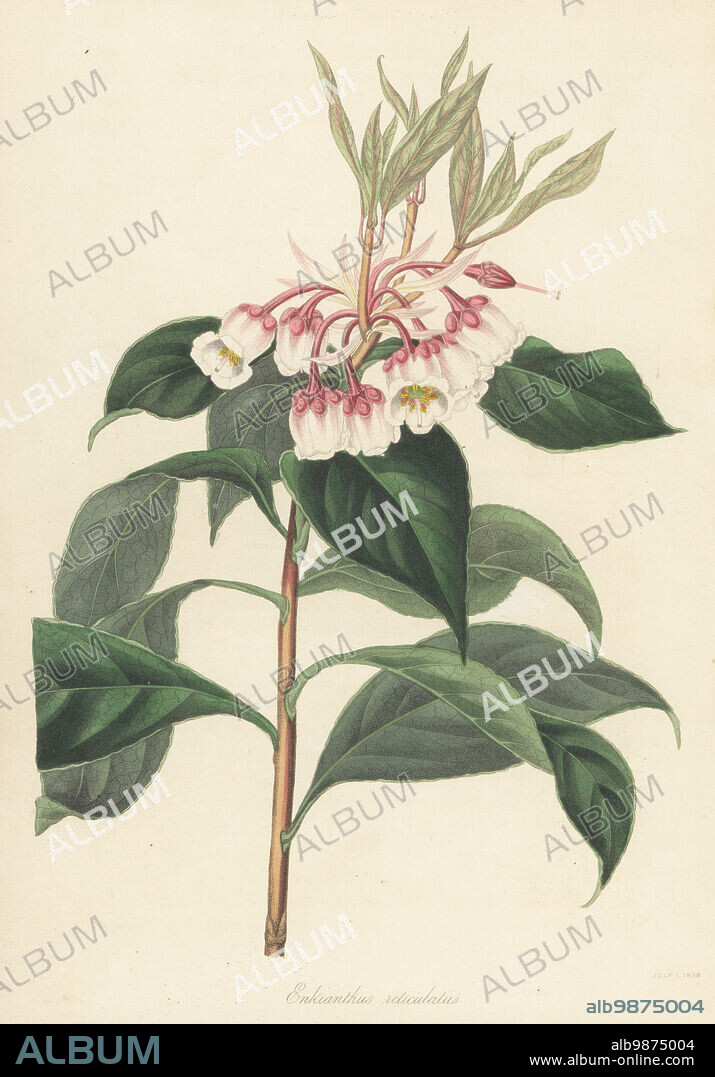 Enkianthus quinqueflorus. Native to Asia, China, and raised at Lucombe, Pince & Co. Nursery, Exeter. Netted-leaved enkianthus, Enkianthus reticulatus. Handcoloured lithograph after a botanical illustration by Miss Flood from Joseph Paxtons Magazine of Botany, and Register of Flowering Plants, Volume 5, Orr and Smith, London, 1838.