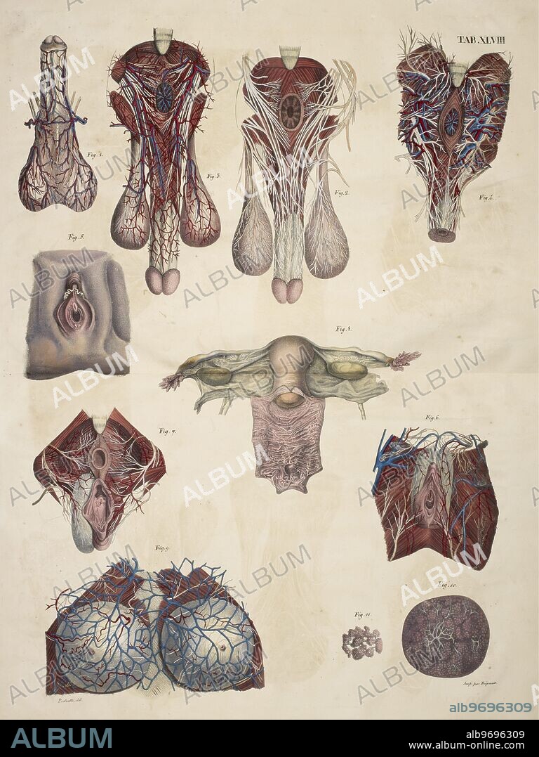 Anatomical drawing. Male and female reproductive organs, Uterus, Ovaries, Penis and Testicles.
