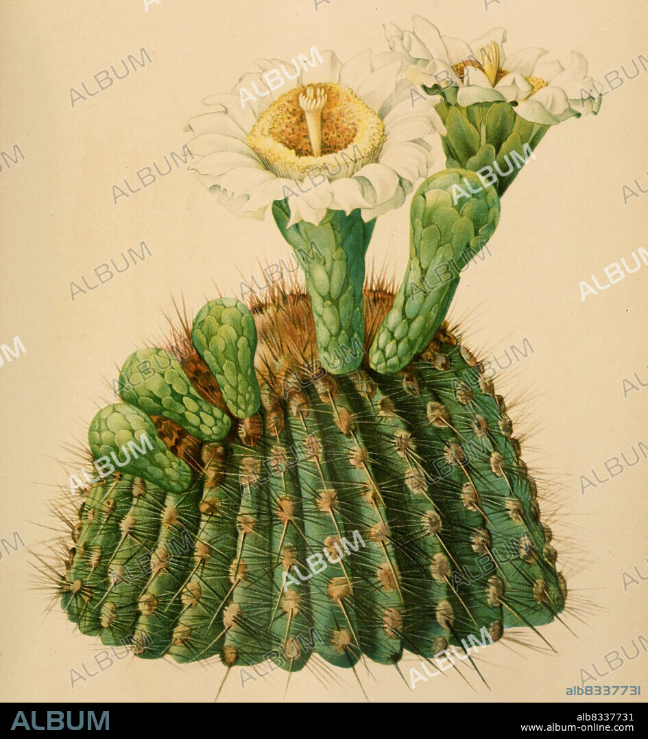 Carnegiea gigantea, Kaktus, Kakteen, aus The Cactaceae, descriptions and illustrations, N.L. Britton and J.N. Rose, 1919-1923, Historisch, historical, digital improved reproduction of an original from the 19th century / digital restaurierte Reproduktion einer Originalvorlage aus dem 20. Jahrhundert, genaues Originaldatum nicht bekannt.