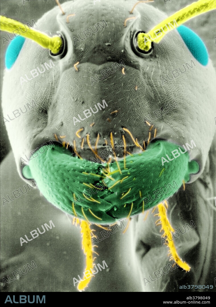 Computer enhanced and colourized photo of an ant head under a scanning electron microscope. The antennae are yellow, the compound eyes blue, the mandibles green, and the palps yellow-orange.