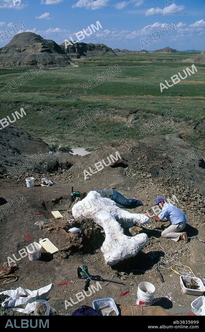 T. Rex pelvis jacketed on one side. South Dakota, USA.