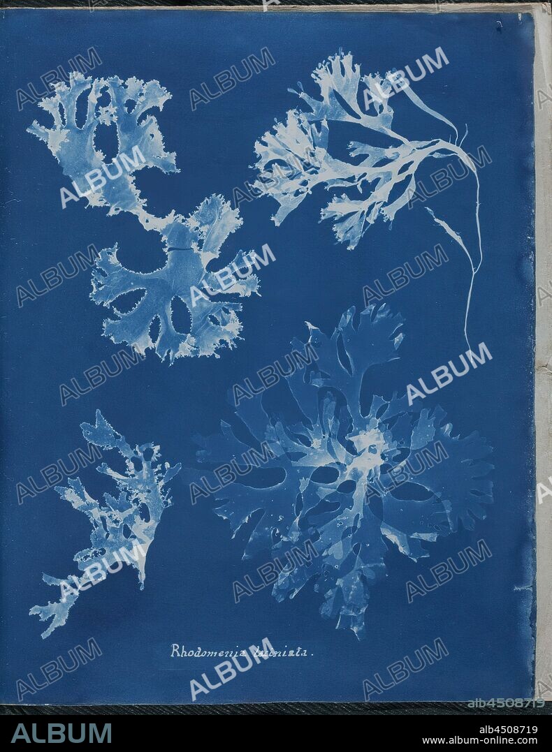 Anna Atkins, English, 1797-1871, Rhodomenia laciniata, 1843 or 1844, cyanotype, Page: 10 3/8 × 8 1/8 inches (26.4 × 20.6 cm).