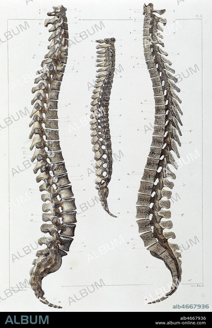 Rachis ou Colonne vertebrale vue de profil. Illustration de N.H. Jacob, in Traite complet de l'anatomie de l'homme par les docteurs Bourgery et Claude Bernard 1866 - 1867 . Manuel medical 19eme. Credit Collection VAV/Kharbine Tapabor.