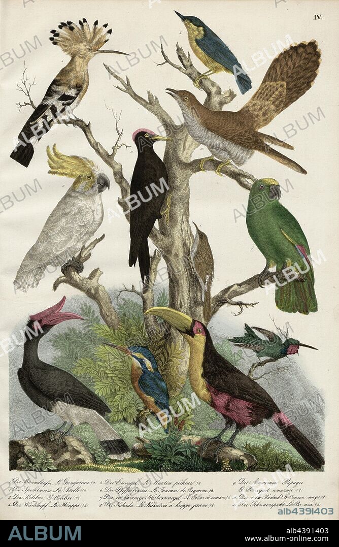 Birds: Tree-runners, nuthatches, hummingbirds, hoopoes, kingfishers, toucans, hornbills, cockatoos, real parrots, cuckoos, woodpeckers, 1. The tree-runner, 2. The woodpecker-tit, 3. The hummingbird, 4. The hoopoe, 5. The kingfisher, 6. The pepper-eater, 7. The red-horned hornbill, 8. The cockatoo, 9. The amozonen-parrot, 10. The red kuckuk, 11. The black woodpecker, Taf. IV, Heinrich Rudolf Schinz: Abbildungen aus der Naturgeschichte. Zürich: bei Friedrich Schulthess, [1824].