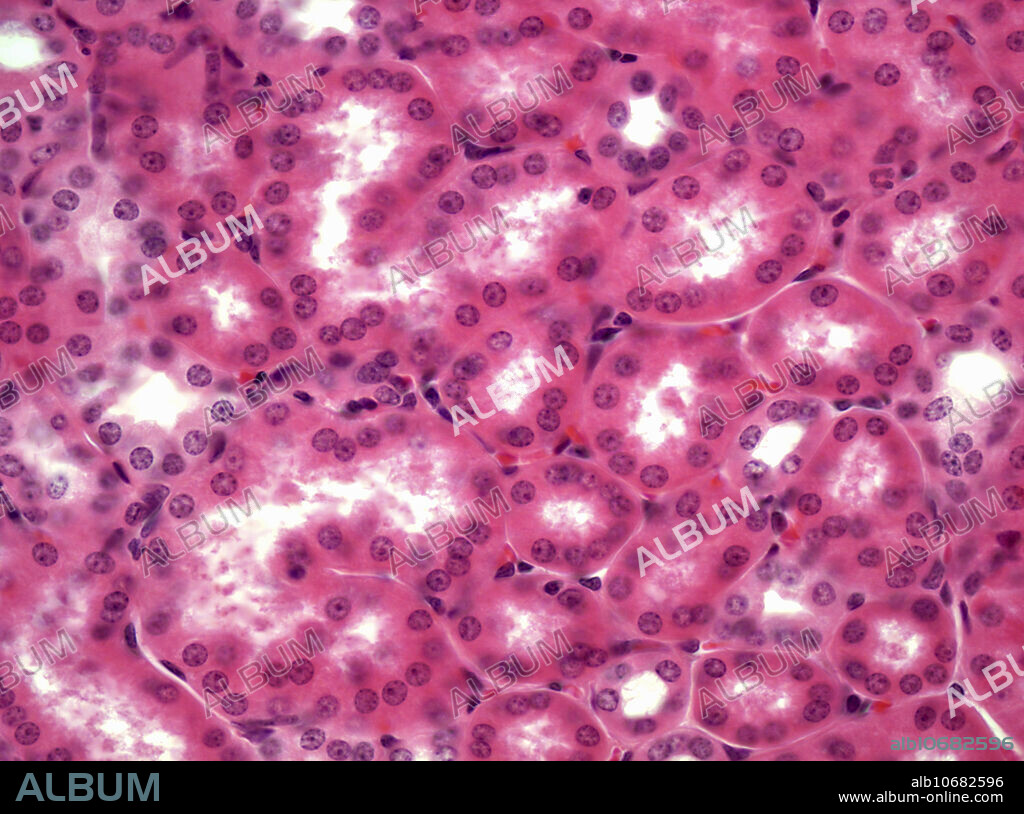 Light micrograph of tissue from a human kidney, showing the renal cortex and pars convoluta. H and E stain; magnification: 320X.