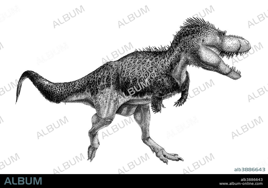 Black ink drawing of Albertosaurus sarcophagus. Albertosaurus sarcophagus was a tyrannosaurid theropod from the Late Cretaceous of North America.