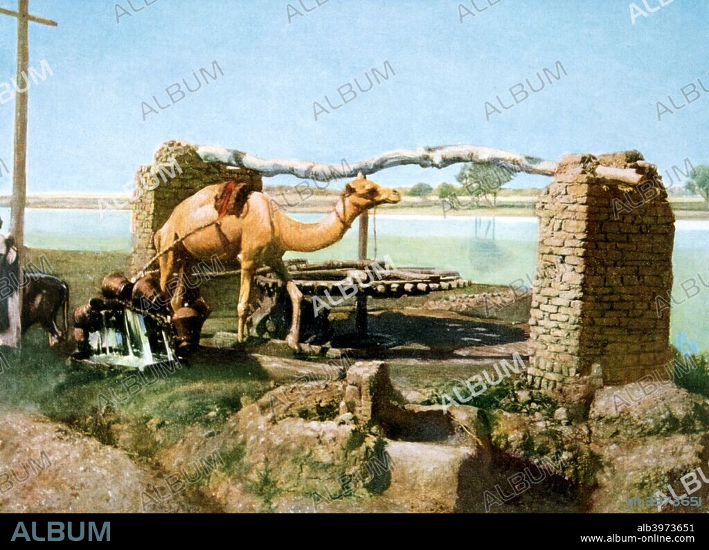 Camel and shaduf, Luxor, Egypt, 20th Century. A shaduf is an irrigation tool, originally developed in Ancient Egypt.