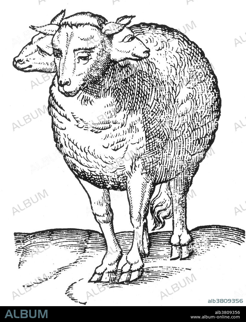 Woodcut of a "lamb with three heads" from Des Monstres et prodiges by Ambroise ParÃ©, 1573. Des Monstres is filled with unsubstantiated accounts of sea devils, marine sows, and monstrous animals with human faces. With its extensive discussion of reproduction and illustrations of birth defects, the book invited accusations of pornography. Polycephaly is a condition of having more than one head. There are many occurrences of multi-headed animals, in real life as well as in mythology. Bicephalic or tricephalic animals are the only type of multi-headed creatures seen in the real world and form by the same process as conjoined twins: they all result from the failed separation of monozygotic twins.