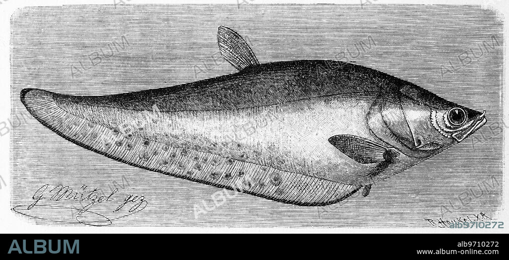 FISH - Album alb9710272