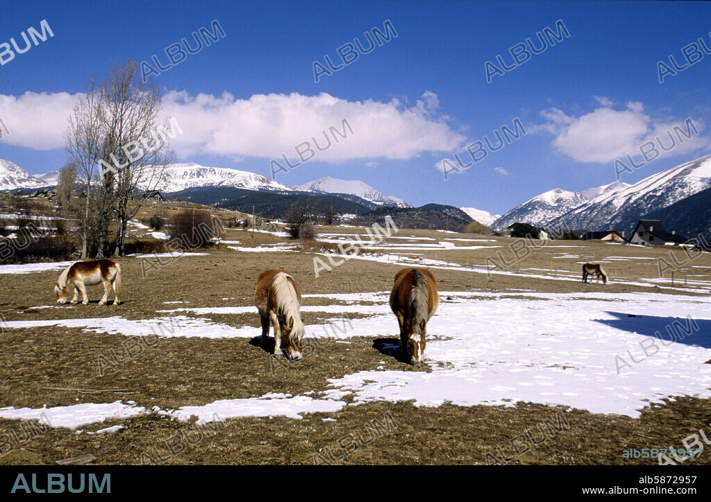 LLes (La Cerdanya); paisaje nevado y caballos cerca del pueblo.
