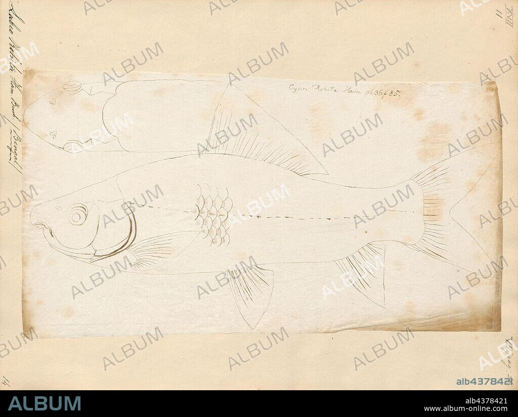 Labeo rohita, Print, The rohu, rui, or roho labeo (Labeo rohita) is a species of fish of the carp family, found in rivers in South Asia. It is a large omnivore and extensively used in aquaculture., 1807-1822.
