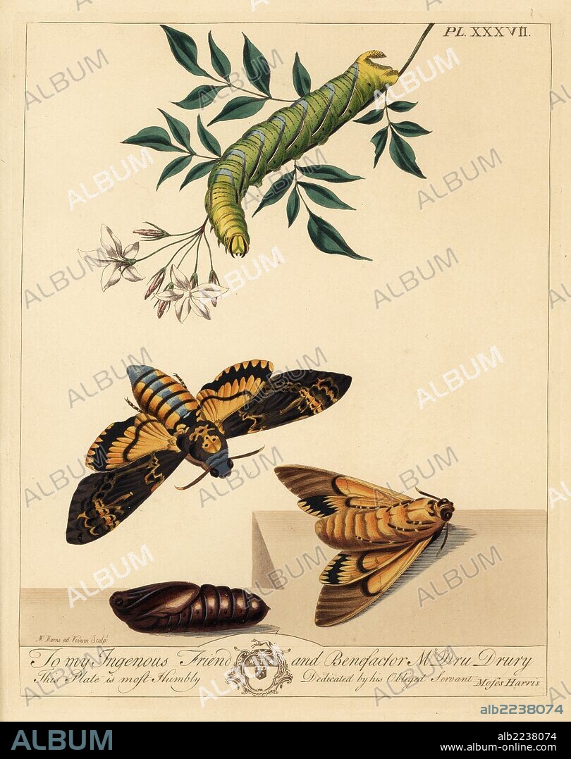 Death's head, bee tiger or jasmine hawk-moth, Acherontia atropos, with caterpillar on a jasmine branch and flower, Jasminum officinale. Handcoloured lithograph after an illustration by Moses Harris from "The Aurelian; a Natural History of English Moths and Butterflies," new edition edited by J. O. Westwood, published by Henry Bohn, London, 1840.