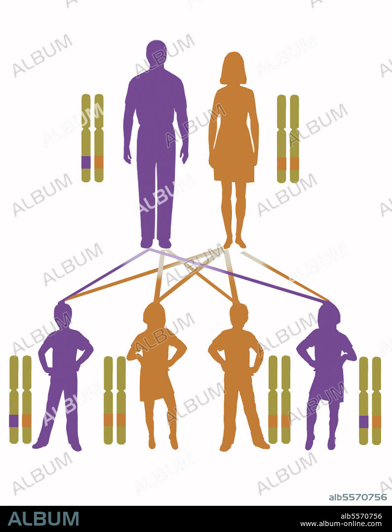 Infographic showing inheritance pattern for autosomal dominant genes.