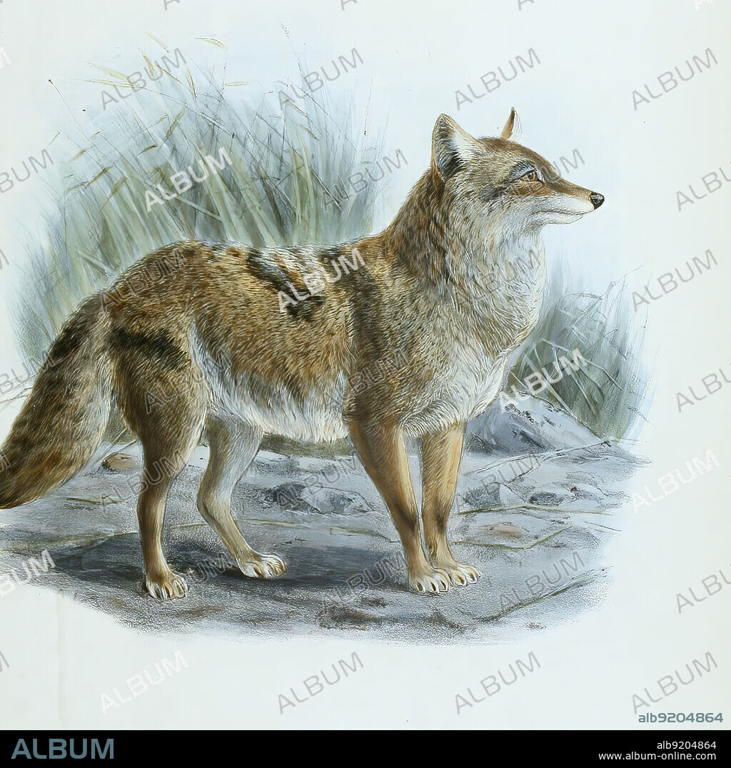 Kojote, Canis latrans, Coyote, auch nordamerikanischer Präriewolf oder Steppenwolf, Historisch, historical, digital improved reproduction of an original from the 19th century / digital restaurierte Reproduktion einer Originalvorlage aus dem 19. Jahrhundert, genaues Originaldatum nicht bekannt.