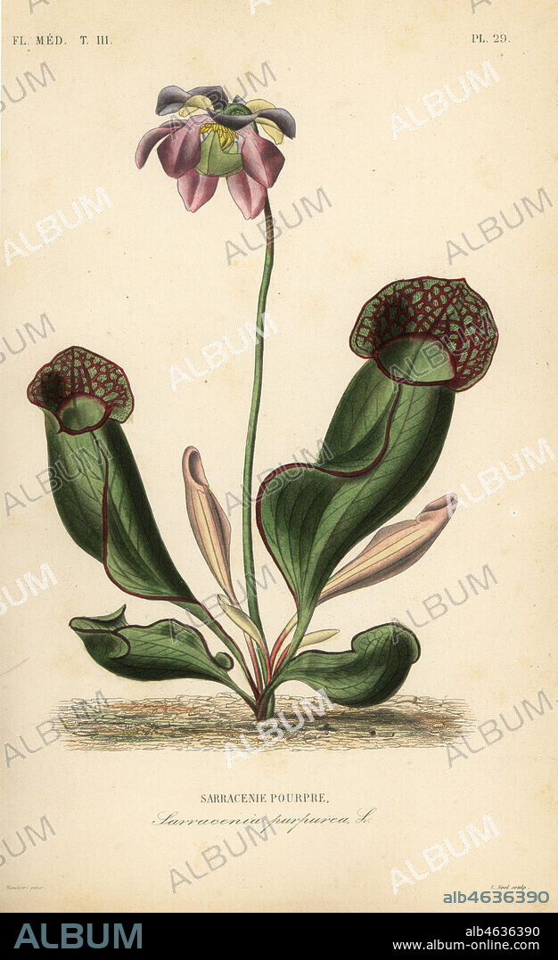 Purple pitcher plant or side-saddle flower, Sarracenia purpurea, Sarracenie pourpre. Handcoloured steel engraving by Alphonse-Leon Noel after a botanical illustration by Edouard Maubert from Pierre Oscar Reveil, A. Dupuis, Fr. Gerard and Francois Herincqs La Regne Vegetal: Flore Medicale, L. Guerin, Paris, 1864-1871.