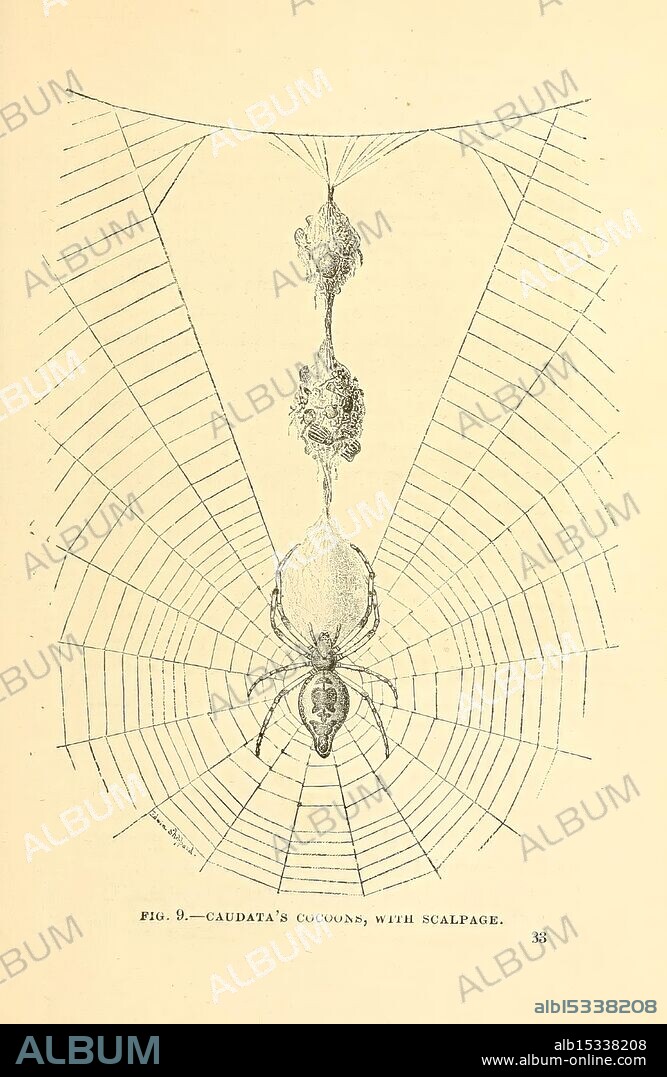 Tenants of an old farm, New York, Fords, Howard & Hulbert, 1885 1884, insects, arthropoda, juvenile literature, arthropod, The illustration depicts a spider situated in the center of a well-defined web, showcasing its intricate patterns of silk. Below the spider, two distinct structures resembling cocoons are attached to the web, indicating possible egg sacs. The spider's body is detailed, highlighting its legs and features, while the web radiates outwards in a structured yet delicate manner, typical of certain orb-weaver species. The caption also notes the figure number and a reference to 'Caudata's cocoons with scalp.
