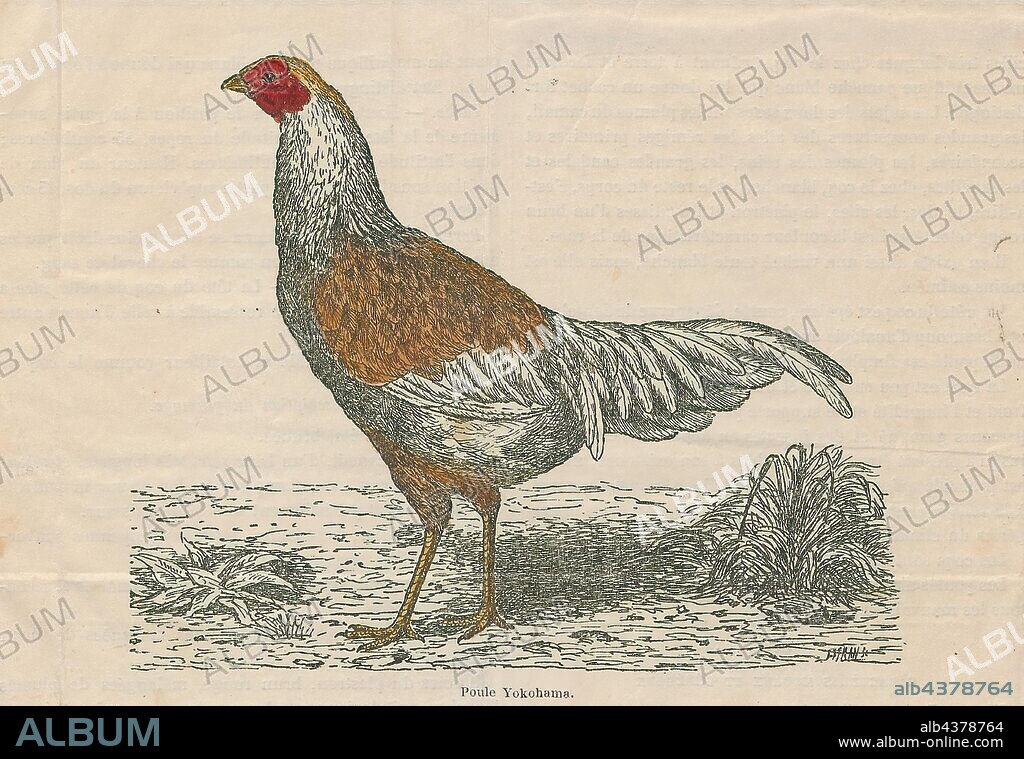 Gallus sonneratii, Print, The grey junglefowl (Gallus sonneratii), also known as Sonnerat's junglefowl, is one of the wild ancestors of domestic fowl together with the red junglefowl and other junglefowls., 1879.