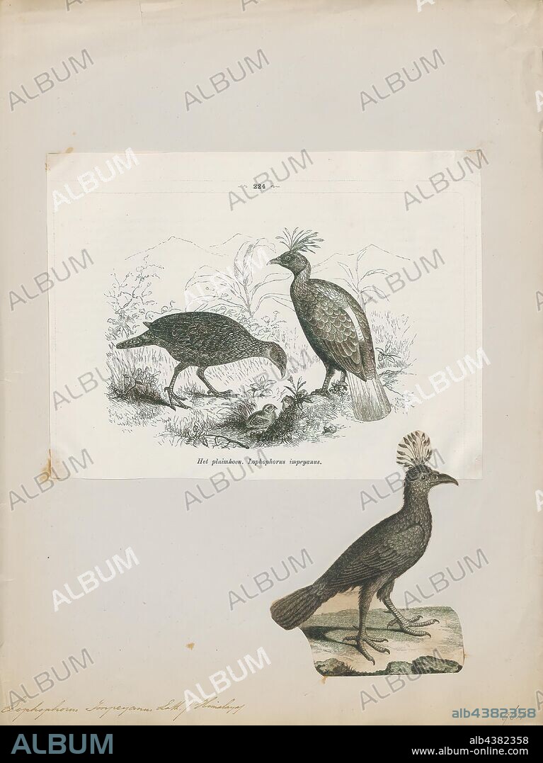 Lophophorus impeyanus, Print, The Himalayan monal (Lophophorus impejanus), also known as the Impeyan monal and Impeyan pheasant, is a bird in the pheasant family, Phasianidae. It is the national bird of Nepal, where it is known as the danphe, and state bird of Uttarakhand, India, where it is known as the monal. It was also the state bird of Himachal Pradesh until 2007. The scientific name commemorates Lady Mary Impey, the wife of the British chief justice of Bengal Sir Elijah Impey., 1700-1880.